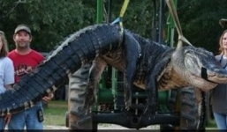 Bắt được cá sấu khổng lồ nặng 458 kg